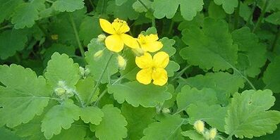 Behandeling van nagelschimmel op de benen Celandine