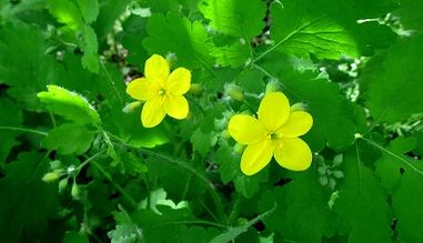 Celandine voor de behandeling van schimmel op de nagels