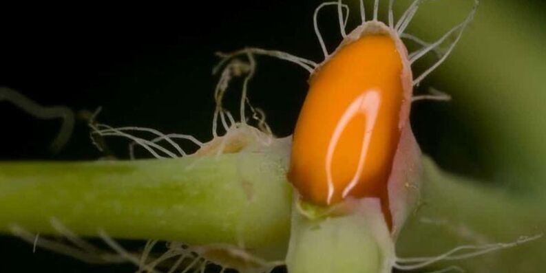 stinkende gouwe sap voor de behandeling van teennagelschimmel